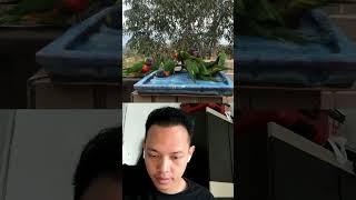 Review Lorikeet asal Australia  #parrot #video #viral #viral #burungnuri #videoshort #viralvideo