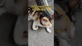 mothers cat feeding milk  #trending #catlover #cutecat #cat #trend #viral