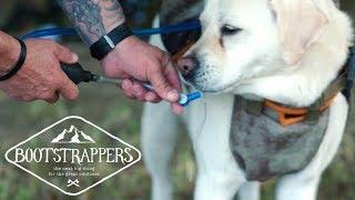 Keep Your Pup Hydrated With the Doggie Camel Pack  Bootstrappers