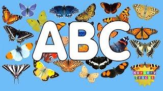 Butterfly ABC  Alphabet of Butterflies  NurseryTracks