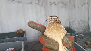 Bıldırcın Cinsiyet Ayrımı Belirleme - Quail Sex Determination