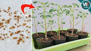How to Take Care Tomato from Seedling for Beginner