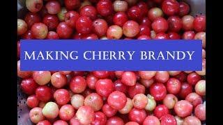 Making Cherry Brandy   Simple and Delicious