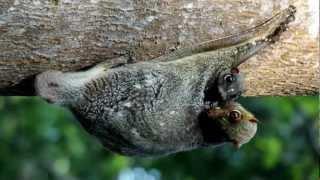 Cutest animals Colugo Flying Lemur mother nursing young