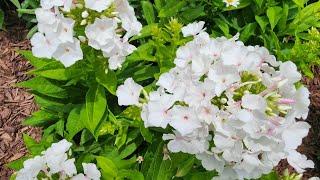 Plant Spotlight Garden Phlox. A gorgeous reliable perennial that beautifies the garden.