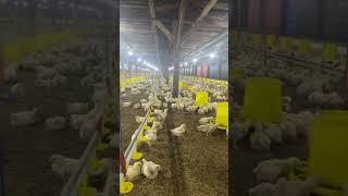 Ayam umur 10 hari #shorts #video #peternakanayam #ayamkampus