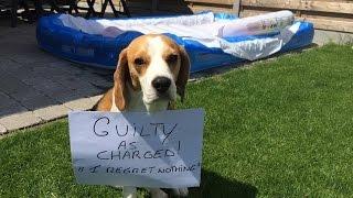 Funny Dog Shaming Video starring  Louie The Beagle Episode #2