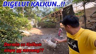 DIGELUT KALKUN.. Darmin vs Kalkun siapa yang menang??