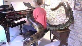 Man-Eating-Sized Anaconda Listens to Woman Playing Piano