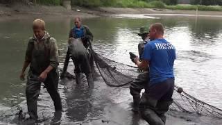 Благовещенка 2017 -Спуск озера и отлов рыбы