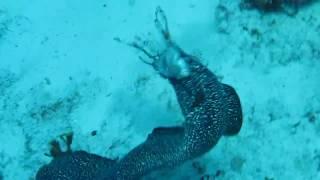 Spotted Moray Eel Eating Lionfish