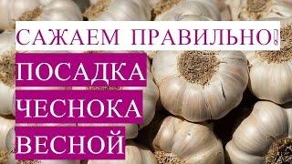 Как Посадить Чеснок Правильно Посадка Чеснока Весной.