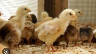 My top tips for raising day old chicks Chicken health Must do for baby chickens