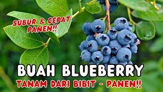 Cara Menanam Blueberry di Pot Cara Menanam Buah Blueberry dari Biji Agar Cepat Berbuah
