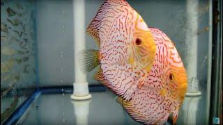 6.5 Giant Red Map Tiger Checkerboard Pigeon Discus Possible Pair