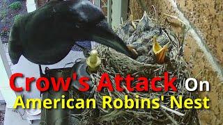 Crows Attack On American Robins Nest 2