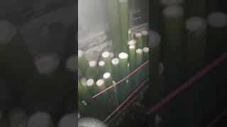 LEMANG - makanan khas liwa lampung barat - sai lampung