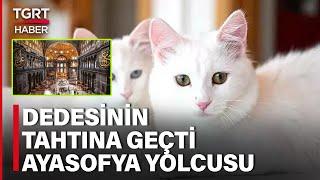 Ayasofya’ya İkinci Ankara Kedisi Dedesinin Tahtında Çiple Takip Edilecek – TGRT Haber