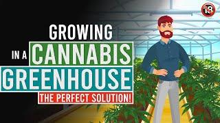 Growing Cannabis in a Greenhouse The Perfect Solution