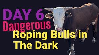 Day 6 Roping Bulls in the Dark