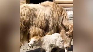 В Московском зоопарке впервые родился ячонок