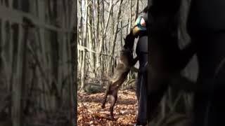 13wk old Dutch Shepherd  Testing drivesgripsnerves