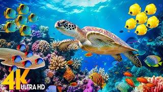 Under Red Sea 4K - Beautiful Coral Reef Fish in Aquarium Sea Animals for Relaxation - 4K Video #132