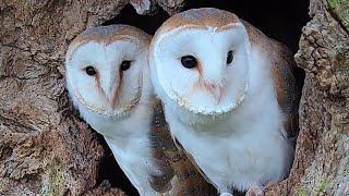 Owl Mum Brings Up Chicks After Dad Dies  Full Story  Gylfie & Finn  Robert E Fuller