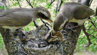 Small woodshrike bird feeding extraordinary worm and taking poop at the same time @BirdPlusNature