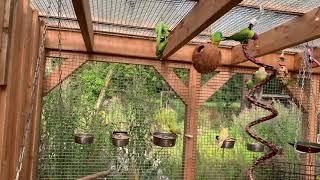 Inside the Aviary from the Kakariki Quaker Plumhead and Red Rump Parrots