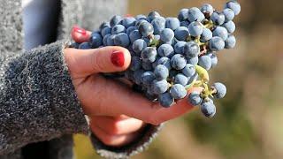 French woman pursues wine-making dream in Ningxia China