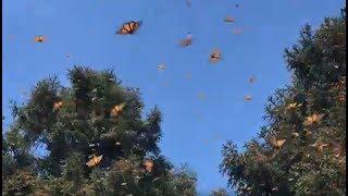 MAGICAL  MILLIONS OF MONARCH BUTTERFLIES NEST IN SANCTUARY