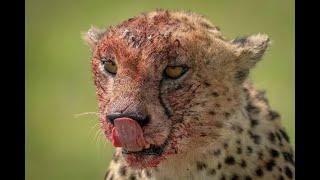 IM a Wildlife Expert and Im SHOCKED by This Injured Cheetahs Struggle in Maasai Mara