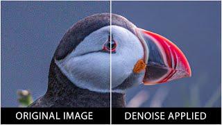 Everything You Need to Know About Denoise in Lightroom Classic