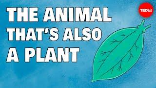 These animals are also plants … wait what? - Luka Seamus Wright