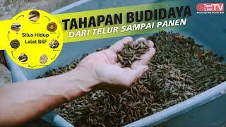 Cara Sukses Budidaya Maggot BSF Dari Telur Hingga Siap Panen