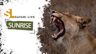 SafariLIVE Sunrise Safari - 14 July 2024