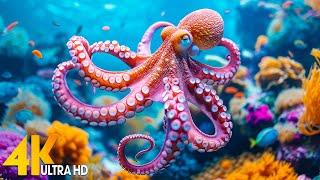 11 HOURS Underwater World 4KUltra HD - Tranquil Sea Life & Sleep Music for Relaxation