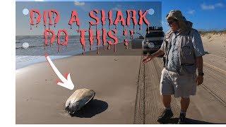 Shark attacks sea turtle South Padre Island ep.13