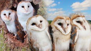 Barn Owl Family Flourishes Thanks to Wise Owl Mum  Gylfie and Dryer  Full Story  Robert E Fuller