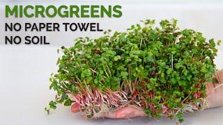 How to grow microgreens without soil  Hydroponic method
