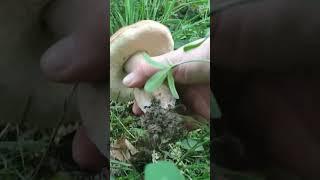 FUNGHI PORCINI  2024 #mushroom #boletus #porcini