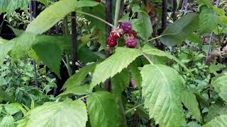 Berry Fruits Ripening - Raspberry Wineberry Tayberry