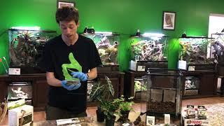 How to setup a bioactive terrarium for a Green or Gray Tree Frog. Self-CleaningSelf-Maintaining.