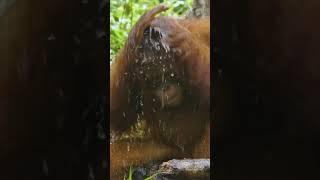 What a cutie Meet #cinta washing her hair #orangutan #chimpanzee #animals #cute