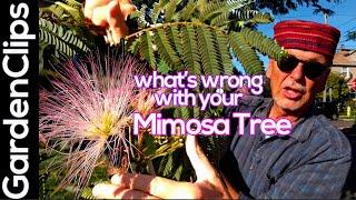 Mimosa Tree - Albizia julibrissin Whats wrong w a nitrogen fixing tropical looking flowering tree?