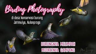 Birding Photography di desa konservasi burung Jatimulyo Kulonprogo