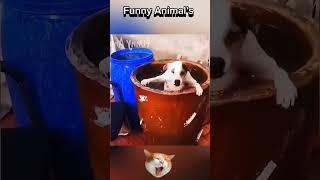 Funny Animals #animals #dog #cat #rek #fypシ゚viral #shorts