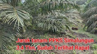 34 tahun jarak sudah rapat ppks simalungun