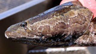 Invasive northern snakehead “Frankenfish” continues its spread in N.J.